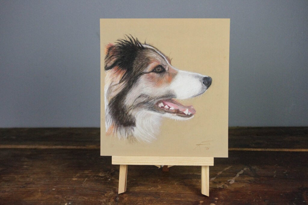 ritratti di cani border collie