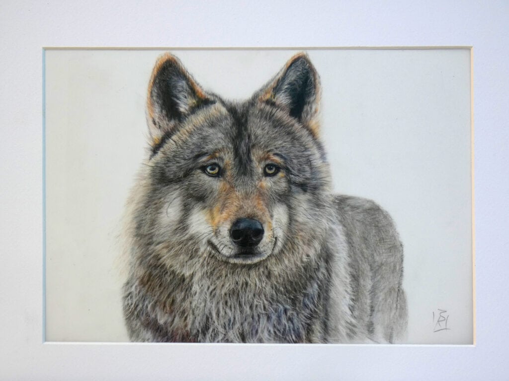 ritratto di lupo a matita