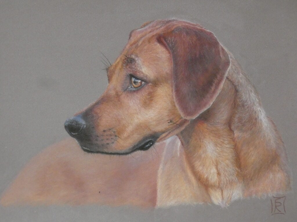 Ritratto Rhodesian Ridgeback