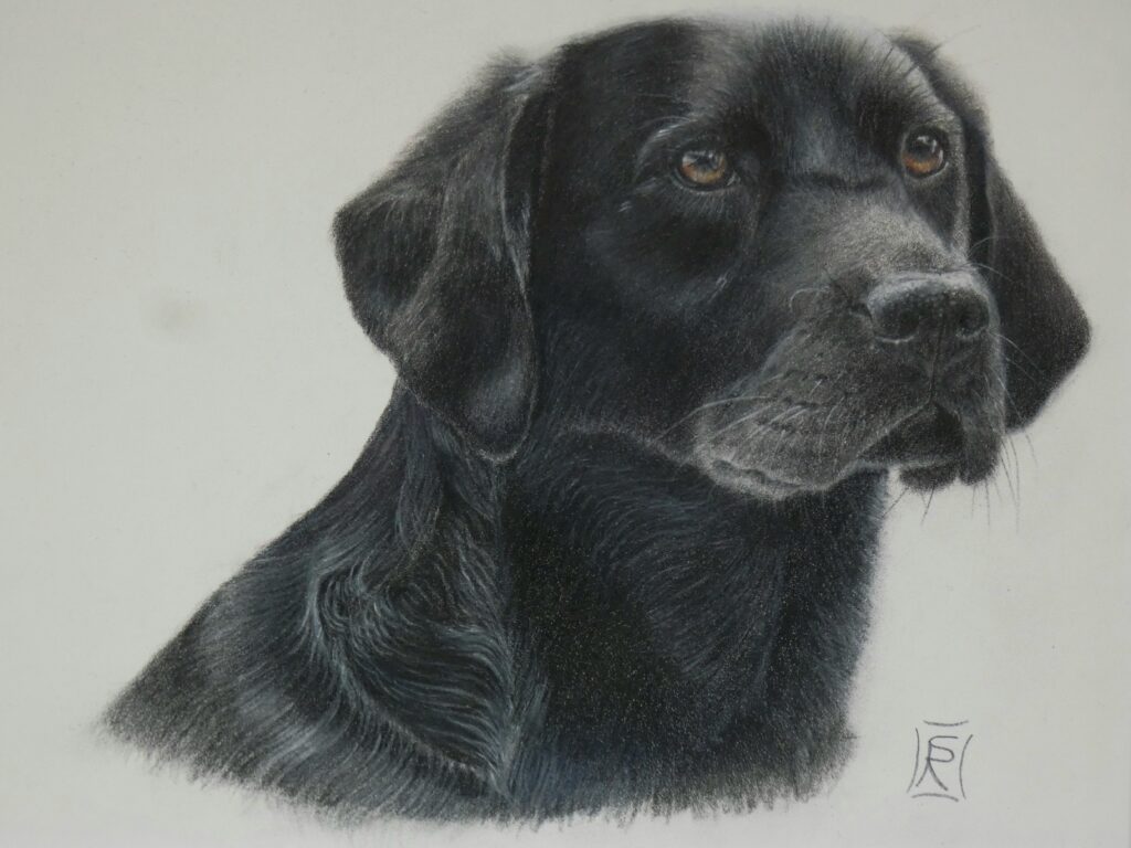 ritratto Labrador nero